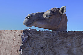 Camel, Jordan